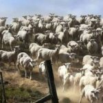 Dėlionė turintiems puikų regėjimą: turite rasti šunį per 3 sekundes.