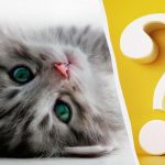 Katę kieme per 10 sekundžių pastebės tik aukštą intelekto koeficientą