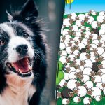 Kur slepiasi šuo: per 5 sekundes tarp avių jį suras