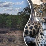 Leopardą džiunglėse galima rasti per 8 sekundes: geriausias būdas pasitikrinti