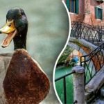 Per 10 sekundžių suraskite paveikslėlyje pavaizduotą antį: mįslę gali įminti