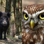 Per 9 sekundes gudrią pelėdą suras tik galingą IQ turintys