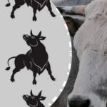 Tai gali padaryti tik galvosūkių genijus: suraskite „ypatingą” bulių per